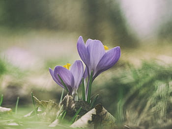 fotografia fokusowa, fioletowy, kwiaty, kwiat, płatek, ogród, roślina, Natura, jesień, spadek, Zielony