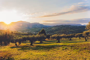 plantáž, olivovníky, olivový háj, zemědělství, olivo, strom, olivy, zelená, středomoří, krajina, Itálie