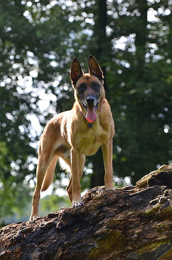 Malinois, Belgian Shepherd Dog, Summer, tree, green, sun, dog, pets, animal, canine, outdoors