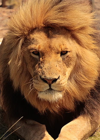 zavřít, fotografie, Afrika, oči, safari, Příroda, kočka, volně žijících živočichů, zvíře, velký, divoký