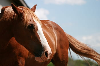 cavallo, soleggiato, animale, azienda agricola, equino, equestre, natura, fienile, avvicinamento, all'aperto