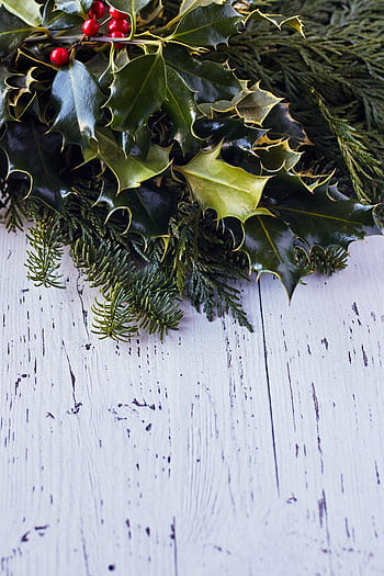 holly, seasonal, background, christmas, winter, rustic, wood, green, berry, branch, decorative