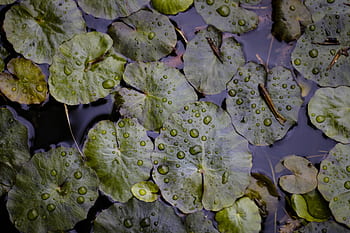 green, leaf, plant, nature, water, drop, raindrops, rain