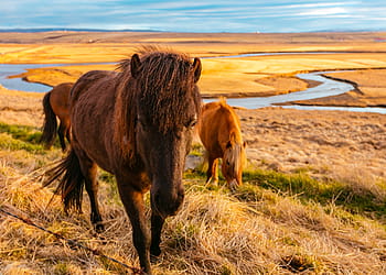 tre, cavalli, campo, verde, erba, all'aperto, cavallo, animale, natura, fiume, acqua
