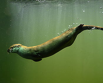 seal, swimming, water, animal, otter, mammal, zoo, cute