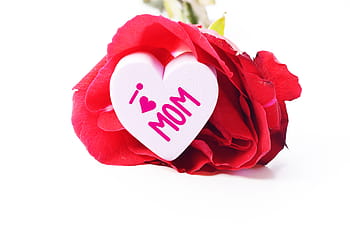 rot, Rose, Makroaufnahme, April, Hintergrund, Schönheit, blühen, Strauß, Bogen, Box, hell