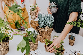creciente, suculenta, en interiores, en el hogar, hembra, planta de interior, maceta, pottet, replantación, casa, plantas