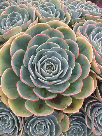 succulent, plant, green, plant green, garden