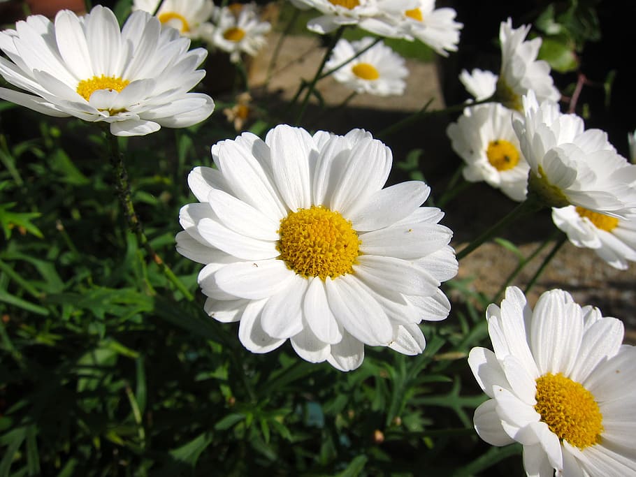 Daisy, Flower, Bloom, Spring, Floral, blossom, fresh, meadow, color, petal, season