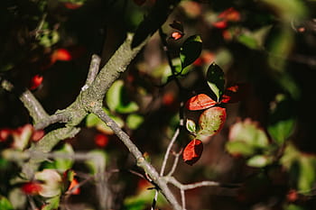 flores, hojas, fruta, ramas, primeros planos, primer plano, flora, naturaleza, árboles, primavera, ramita