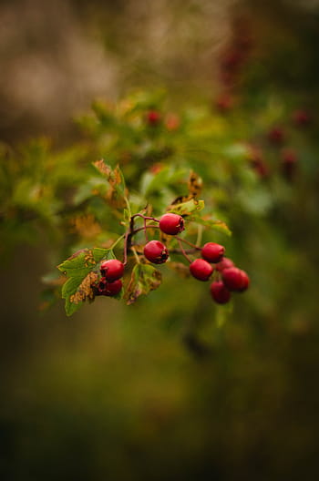 selektywny, fotografia fokusowa, czerwony, jagoda, owoc, Zielony, liść, roślina, na wolnym powietrzu, Natura, plama