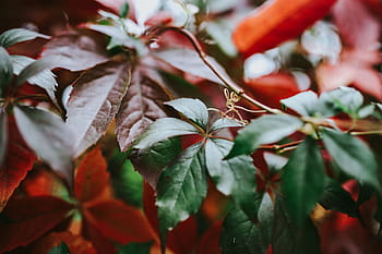 葉のクローズアップ、 クローズアップ、 葉、 フローラ、 自然、 木、 小枝、 ブランチ、 赤、 秋、 植物