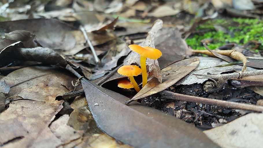 Pequeño, naranja, setas, hoja, al aire libre, sin gente, día, naturaleza, hongos