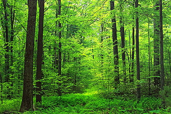 lesní digitální tapety, les, cesta, elk knoflík státní park, Severní Karolina, usa, stromy, venku, stezka, rustikální, rekreace