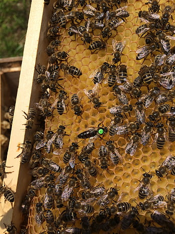 honey bees, honeycomb, bee, beekeeping, hive, nature, wax, yellow, pollen, combs, beekeeper