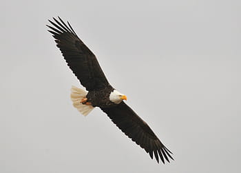 flight, bald, eagle, bald eagle, soaring, bird, raptor, flying, wild, wildlife, nature
