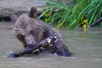 Medvěd hnědý, dravec, medvěd, teddy, savců, nebezpečný, hrát si, hravý, ursus arctos, voda, jednoho zvířete