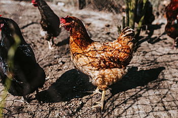 pertanian, Hewan, ayam betina, ayam, kandang, desa, pedesaan, burung, ayam - Burung, unggas, alam
