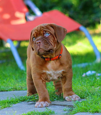 selective, focus photo, tan, puppy, grasses, dog, dogue de bordeaux, bordeaux, mastiff, french mastiff