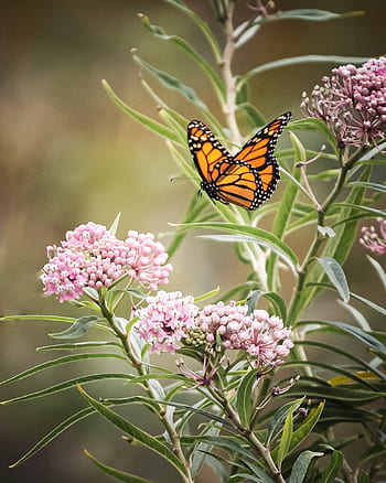 Schmetterling, Nahansicht, Insekt, Garten, Sommer-, Detail, Fehler, Flügel, Natur, bunt, Blume