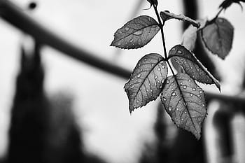 natur, blade, vand, regn, dråbe, vener, sort og hvid, monokrom