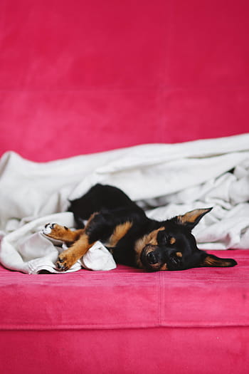 かわいい、 子犬、 ピンク、 ベッド、 犬、 ペット、 動物、 睡眠、 愛らしい、 小型犬、 ピンクのベッド