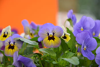 flowers, mini thoughts, yellow, purple, flower garden, flowering, nature, flora, plants, purple flower