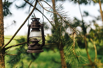 kayu, lentera, pohon, kayu bakar, lampu minyak, lampu parafin, Pemotongan, hutan