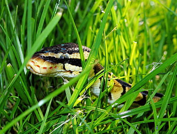 black, brown, snake, green, grass, ball python, garden, camouflage, foraging, python regius, beauty