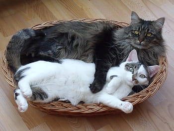 musta, harmaa, maine coon kissa, Lyhyen turkista, valkoinen, makaava, ruskea, pajukori, kissa, maine coon, pitkäkarvainen kissa