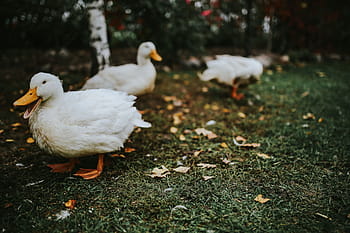 アヒル、 草、 白、 鳥、 葉、 動物、 自然、 農場、 屋外、 ガチョウ、 家禽