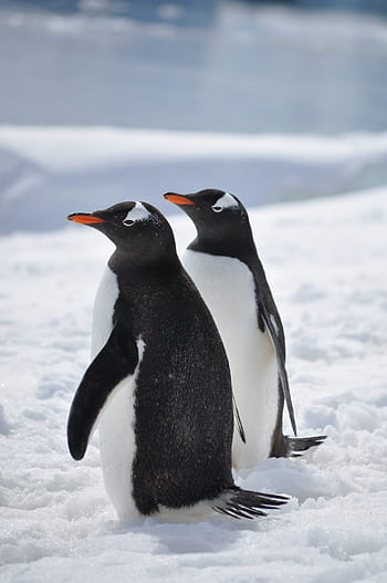 two, penguins, ice, antarctica, bird, south, snow, gentoo, cold, sea, tourism