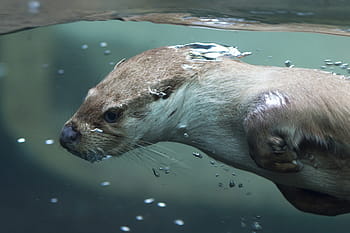 brown, weasel, water, otter, pilsen zoo, animal, swim, mammal