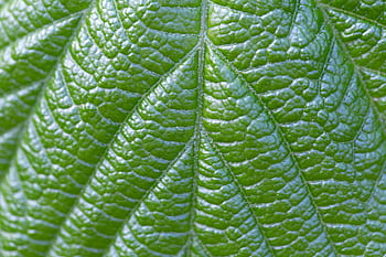 plante, blad, makro, grøn, frisk, smuk, organisk, udendørs, natur, planteliv, baggrund