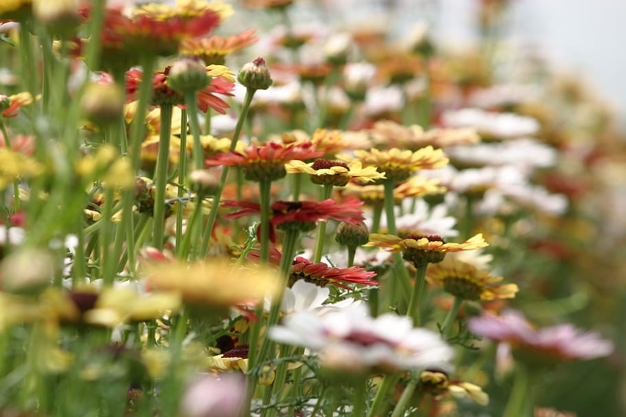 summer flowers, assorted flowers, farbenpracht, colorful, beautiful, field of flowers, flowers, summer, nature, bloom, flower fullness