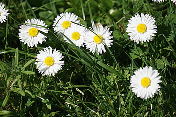 blanc, fleurs de marguerite, vert, herbe, les plantes, fleur, Floraison, pétales, feuilles, jardin, la nature