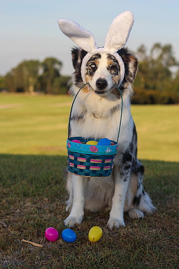 white, brown, black, dog, carrying, easter basket, australian shepherd, aussie, shepherd, blue merle, blue eye