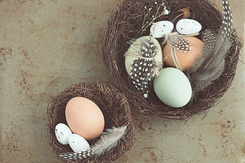 egg, nest, bird, baby, feathers, shell