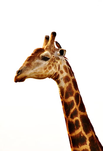 hnědý, žirafí hlava, bílý, povrch, žirafa, krk, zvíře, krk žirafy, divoké zvíře, portrét, safari