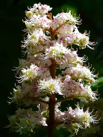 obyčejné rosskastanie, Kaštan, květiny, květenství, strom, listy, bílý, květ, květinová plnost, aesculus hippocastanum, společné rosskastanie