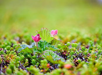 avvicinamento, fotografia, rosa, fiore petalo, cloudberry, polacco, suomuurain, produce cespuglio di rovo, ciuffo d'erba, bacca, sepali
