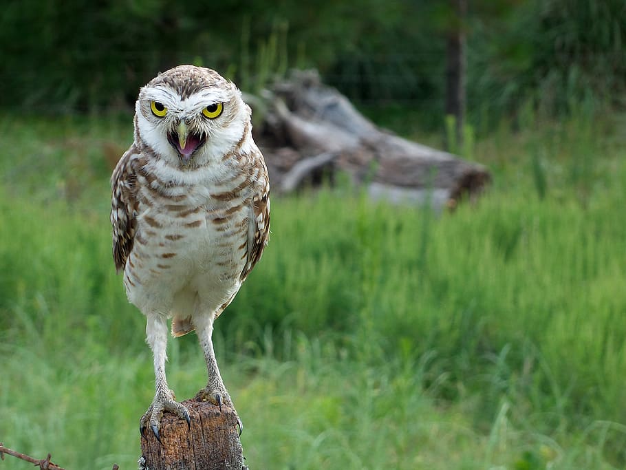 selective, focus photograph, owl, save screen, wild, nature, birds, wild field, claws, peak, eyes