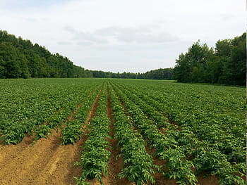 green, plants, field, trees, potato, fields, agriculture, farming, farm, food, husbandry