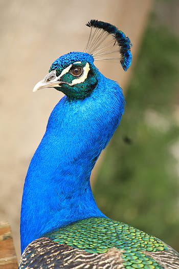 peacock, pavo cristatus, turkey, blue, beautiful, color, colorful, bird, ave, beauty, tail