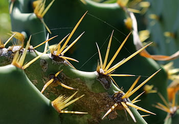selective, focus photography, green, cactus, selective focus, photography, cacti, leaf cactus, plant, thorns, prickly plant
