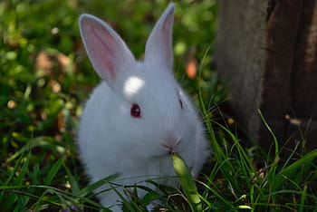 coniglio bianco, coniglio, erba, carina, coniglietto, Pasqua, animale, peloso, coniglietto di Pasqua, vacanza, primavera