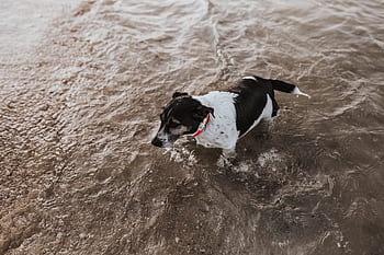 laut, air, hewan peliharaan, anak anjing, berenang, Anjing