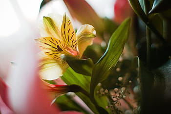 bunga kuning, Kuning, Bunga, mekar, warna-warni, alam, tanaman, close-up, daun, daun bunga, kesegaran