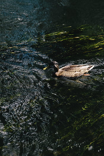 Rio, água, corrente do rio, pássaro, natureza, animal, pato, animais selvagens, lago, lagoa, pato-real Pato