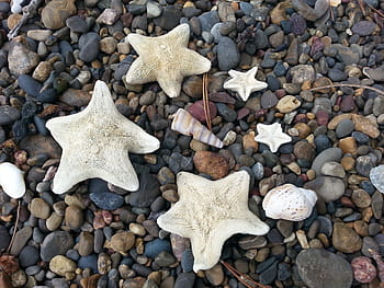 Starfish, Beach, Seashore, Coast, Nature, shell, summer beach, shore, sea, sand, no People